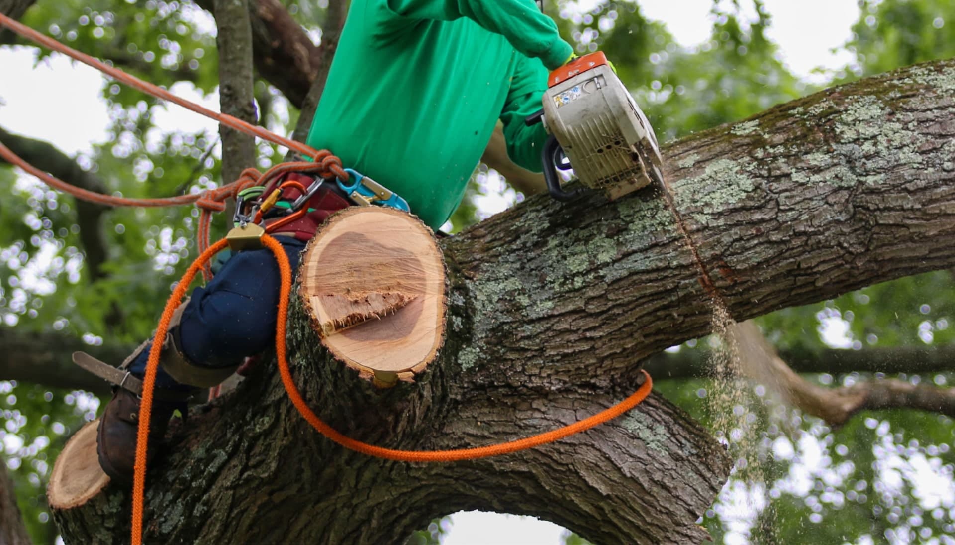 Shed your worries away with best tree removal in Englewood