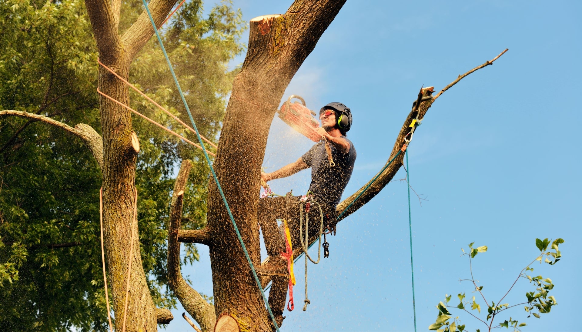 Get rid of tree problems with the expert tree removal contractors in Englewood