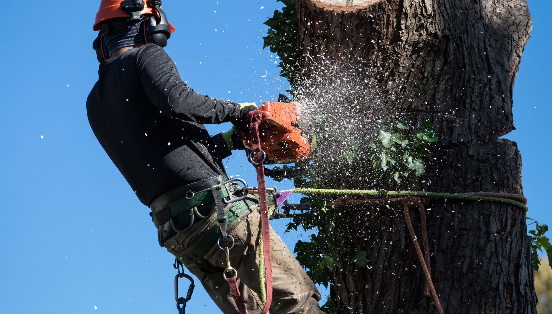 Professional Tree removal solutions in Englewood