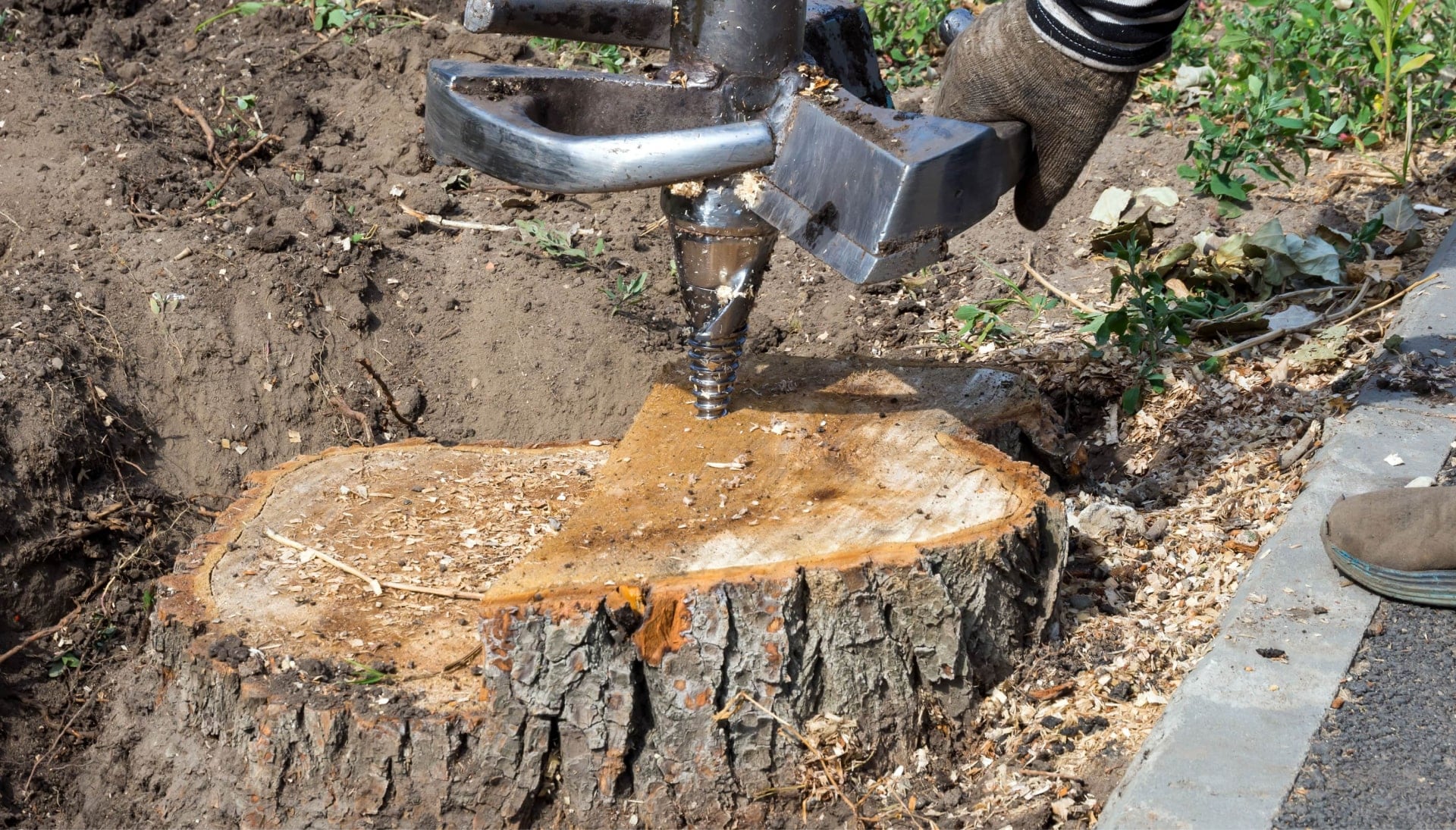 Englewood Tree stump removal
